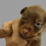 3e chiot (Portée Rune ❤ Pim's 2023) - Mâle Marron chocolat Sans collier Mâle Petit chien russe 3e chiot (Portée Rune ❤ Pim's 2023) - Mâle Marron chocolat Sans collier Mâle Petit chien russe