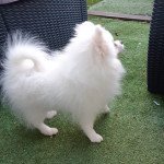 Sharry Diamond Femelle Spitz allemand Sharry Diamond Femelle Spitz allemand