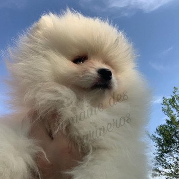 1er chiot (Portée kitty ❤ REPLAY DE BRACHY BLANCE 2022) - Mâle BLANC Ton'Aire ce prononce Tonnerre est un petit garçon de couleur blanc très belle pigmentation du nez et des yeux! il a un caractère génial! il est joueur, coquin, bisouilleur. Il adore courir dans l'herbe quand le temps le permet! un amour de spitz. Au niveau taille je préfère dire nain limite petit, car il a un grosse ossature, une fourrure de folie pour son jeune âge. Si lorsque vous plongez votre regard dans le sien, votre c?ur se met à battre la chamade..Alors c'est lui votre bébé! contactez moi vite car il est libre de suite... Mâle Spitz allemand