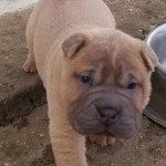 1er chiot (Portée PRINCESSE RAIPONCE ❤ OBI-WAN KENOBY) - Mâle ISABELA BLUE Mâle Shar pei