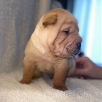 2e chiot (Portée PRINCESSE RAIPONCE ❤ OBI-WAN KENOBY) - Mâle CRÈME Mâle Shar pei