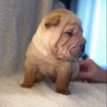 2e chiot (Portée PRINCESSE RAIPONCE ❤ OBI-WAN KENOBY) - Mâle CRÈME Mâle Shar pei