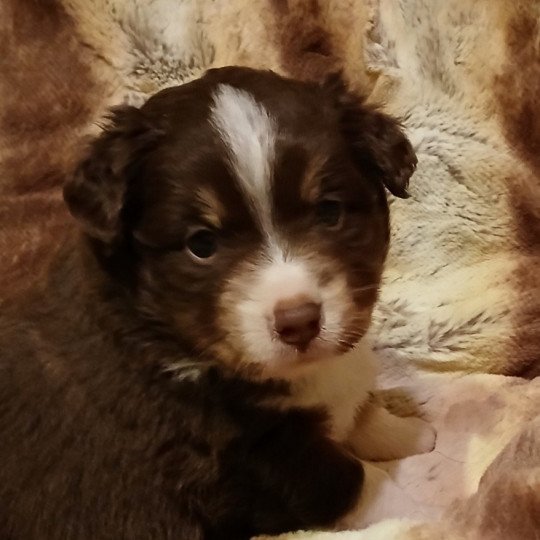 chiot Berger americain miniature Rouge tricolore Le Royaume d'Aria  