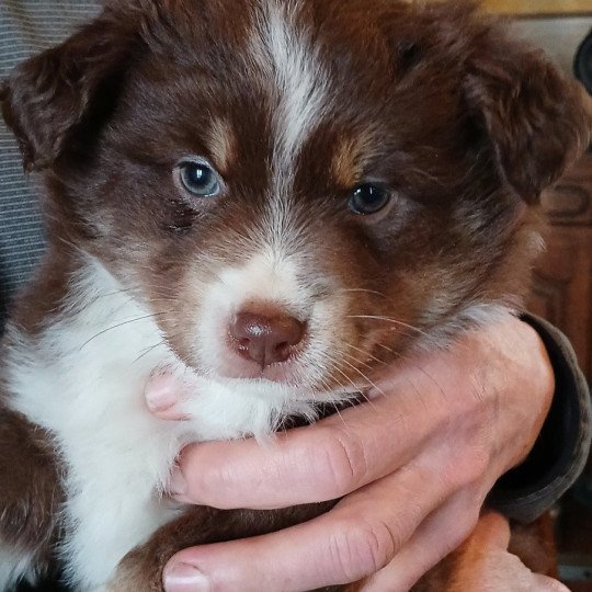 chiot Berger americain miniature Rouge tricolore A du Royaume d'Aria Le Royaume d'Aria  