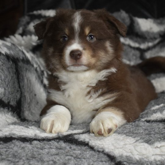 chiot Berger americain miniature Rouge tricolore A Le Royaume d'Aria  