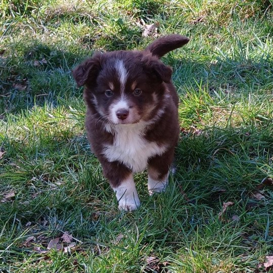 chiot Berger americain miniature Rouge tricolore Argos du Royaume d'Aria Le Royaume d'Aria  