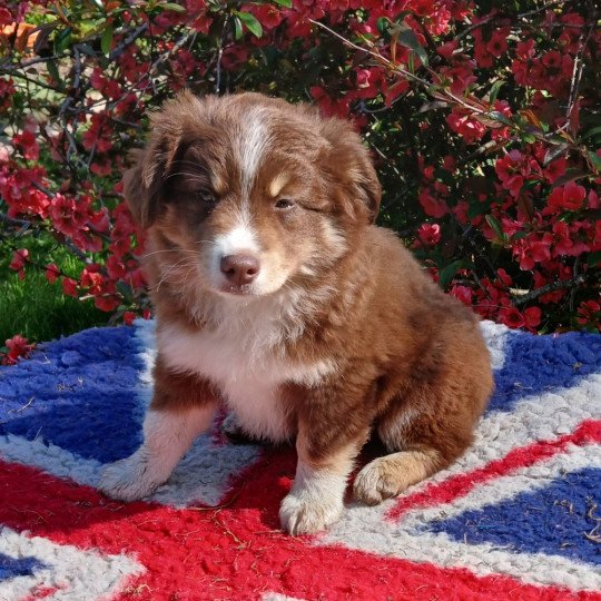 chiot Berger americain miniature Rouge tricolore Argos du Royaume d'Aria Le Royaume d'Aria  