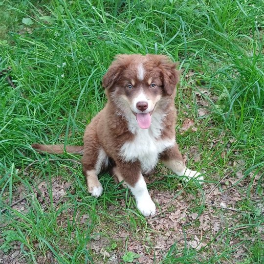 chiot Berger americain miniature Rouge tricolore Argos Le Royaume d'Aria  