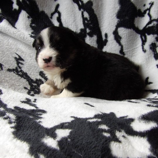 chiot Berger americain miniature Noir tricolore A Le Royaume d'Aria  