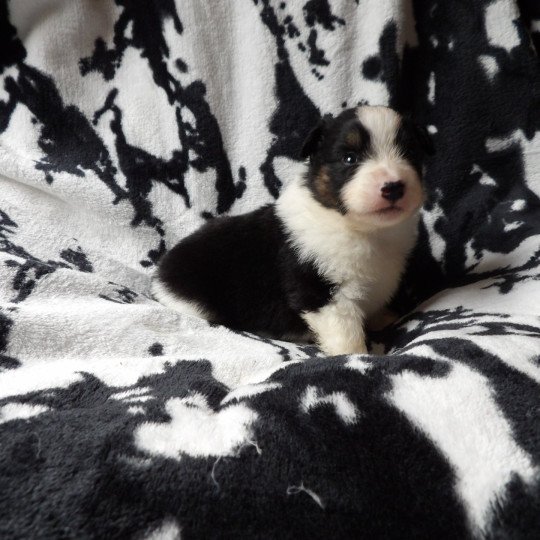 chiot Berger americain miniature Noir tricolore A Le Royaume d'Aria  