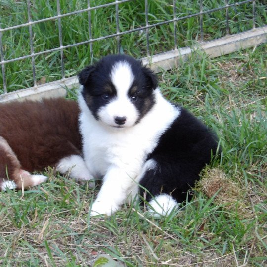 chiot Berger americain miniature Noir tricolore A Le Royaume d'Aria  
