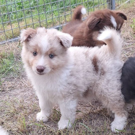 chiot Berger americain miniature Noir tricolore A Le Royaume d'Aria  