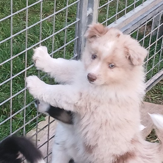 chiot Berger americain miniature Rouge merle Aslan du Royaume de Diane Le Royaume d'Aria  