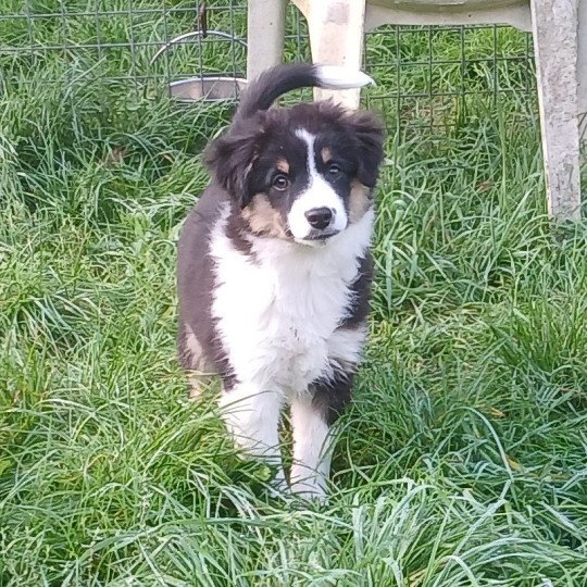 chiot Berger americain miniature Rouge merle Abyss du Royaume de Diane Le Royaume d'Aria  