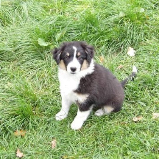chiot Berger americain miniature Noir tricolore Abyss Le Royaume d'Aria  