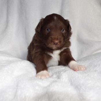 1er chiot (Portée Snow ❤ Vishnou) - Mâle Rouge bicolore Mâle Berger americain miniature