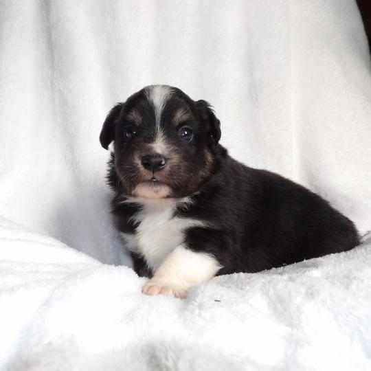 3e chiot (Portée Snow ❤ Vishnou) - Mâle Noir tricolore Mâle Berger americain miniature