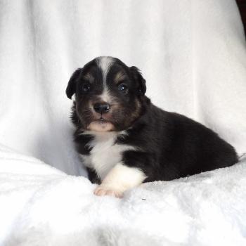 3e chiot (Portée Snow ❤ Vishnou) - Mâle Noir tricolore Mâle Berger americain miniature