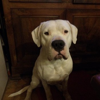 Titan Le Royaume d'Aria Mâle Dogue argentin