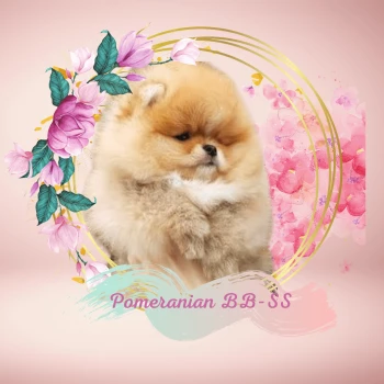 Pomeranian BB-SS