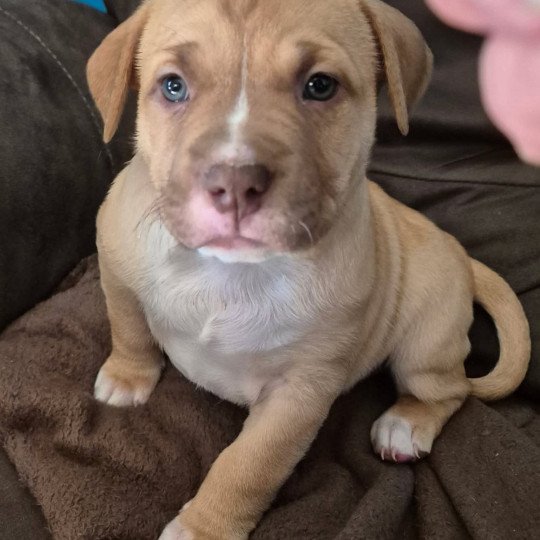 APOLLO Mâle American Bully