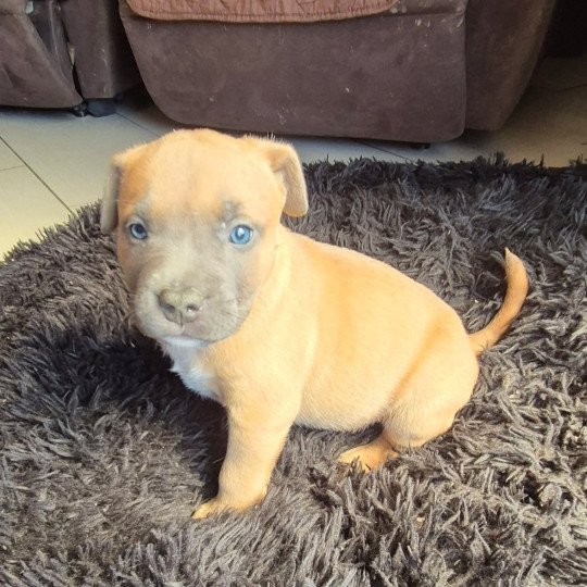 ALTO Mâle American Bully