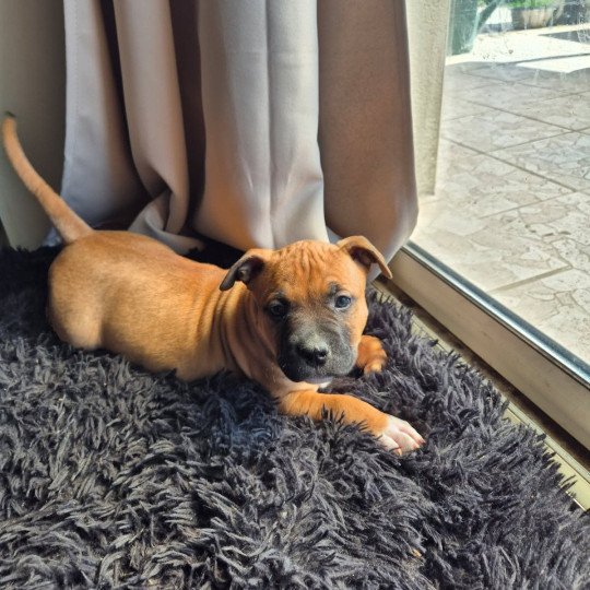 ANDY Mâle American Bully