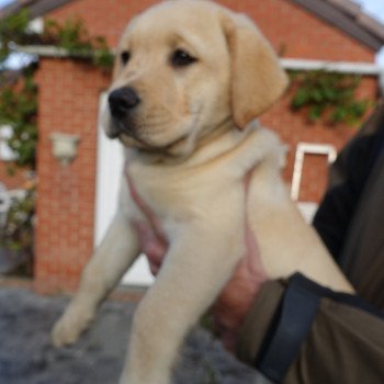 Vicky et Vaiana Femelle Retriever du Labrador