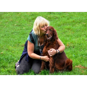 Setter irlandais de l'Anneau du Kerry