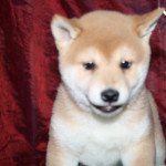 1er chiot (Portée ritsuko ❤ r'odin) - Mâle fauve Mâle Shiba 1er chiot (Portée ritsuko ❤ r'odin) - Mâle fauve Mâle Shiba