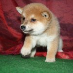 2e chiot (Portée ritsuko ❤ r'odin) - Mâle fauve Mâle Shiba 2e chiot (Portée ritsuko ❤ r'odin) - Mâle fauve Mâle Shiba