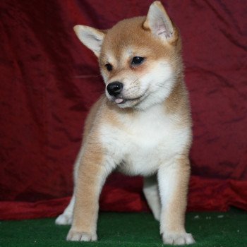 3e chiot (Portée ritsuko ❤ r'odin) - Femelle fauve Femelle Shiba