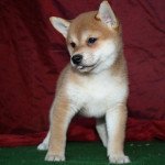 3e chiot (Portée ritsuko ❤ r'odin) - Femelle fauve Femelle Shiba 3e chiot (Portée ritsuko ❤ r'odin) - Femelle fauve Femelle Shiba