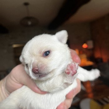 1er chiot (Portée Zoé ❤ MARVEL 2025) - Femelle SABLE Femelle Chihuahua Poil Court