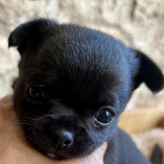 chiot Chihuahua Poil Court Noir DOMAINE DE MONTBRIEUX  