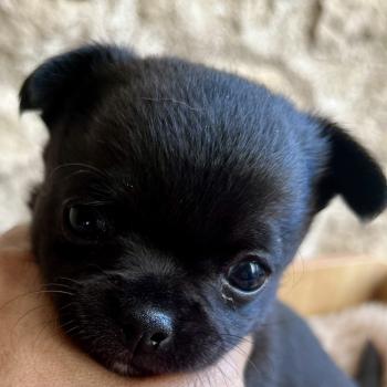 BANDIT DU DOMAINE DE MONTBRIEUX Mâle Chihuahua Poil Court