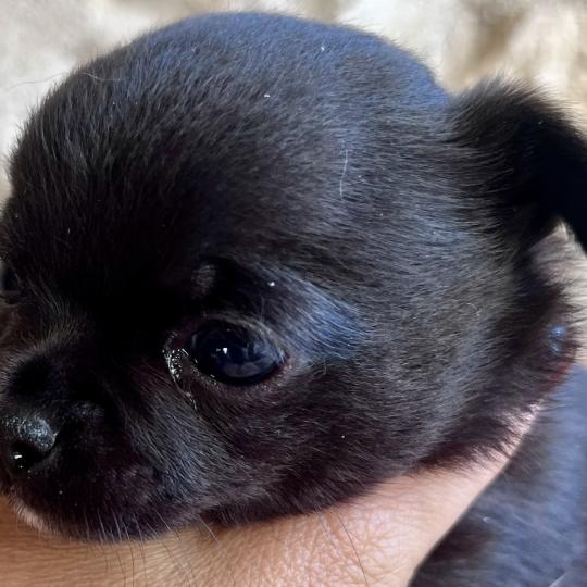 chiot Chihuahua Poil Court Noir BANDIT DOMAINE DE MONTBRIEUX  