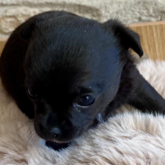 chiot Chihuahua Poil Court Noir BANDIT DOMAINE DE MONTBRIEUX  