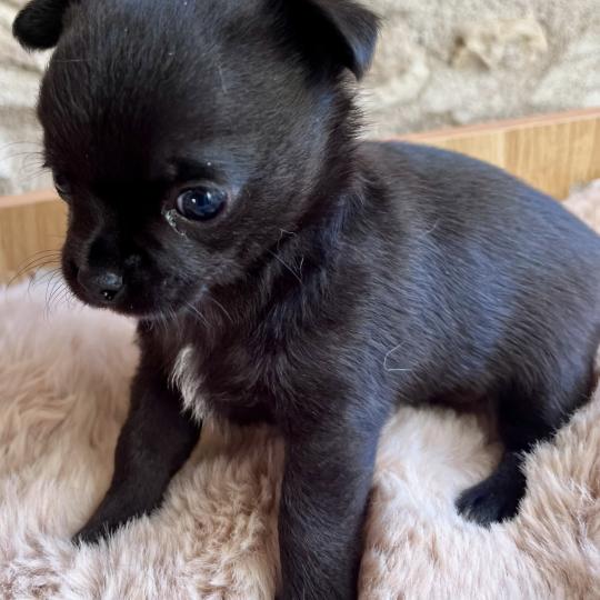 chiot Chihuahua Poil Court Noir BANDIT DOMAINE DE MONTBRIEUX  