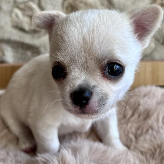 chiot Chihuahua Poil Court Blanc BALZAC DOMAINE DE MONTBRIEUX  