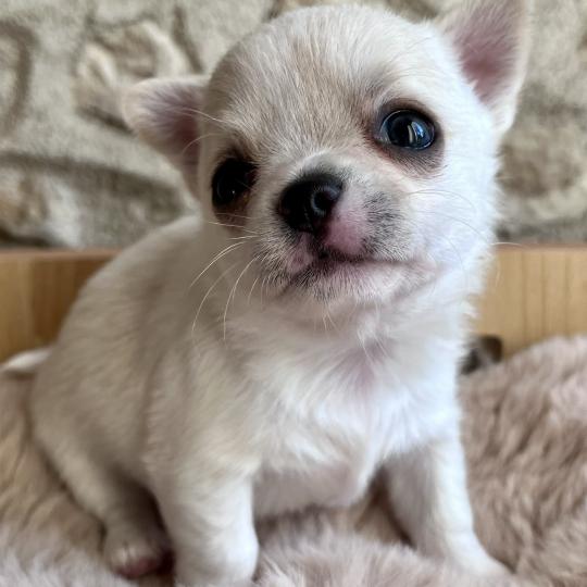 chiot Chihuahua Poil Court Blanc BALZAC DOMAINE DE MONTBRIEUX  