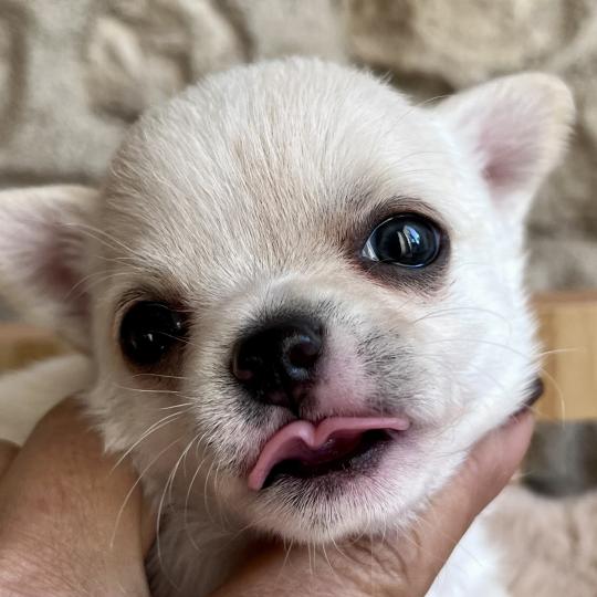 chiot Chihuahua Poil Court Blanc BALZAC DOMAINE DE MONTBRIEUX  