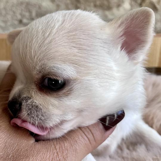 chiot Chihuahua Poil Court Blanc BALZAC DOMAINE DE MONTBRIEUX  