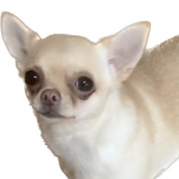 Tite Zoé DU DOMAINE DE MONTBRIEUX Femelle Chihuahua Poil Court