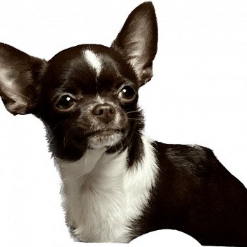 UNE PIN UP DU DOMAINE DE MONTBRIEUX Femelle Chihuahua Poil Court