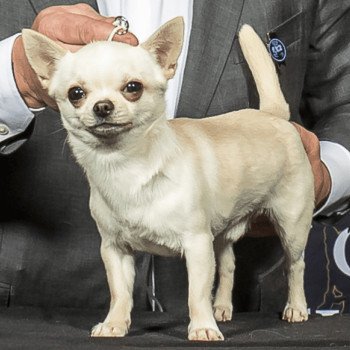 UNITÉ D’ÉLITE MARVEL Mâle Chihuahua Poil Court