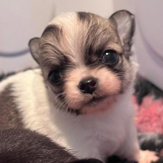 BILLY THE KING DU DOMAINE DE MONTBRIEUX Mâle Chihuahua Poil Long