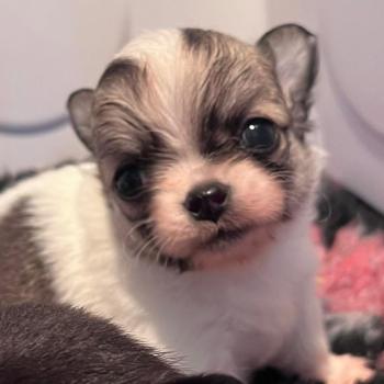 BILLY THE KING DU DOMAINE DE MONTBRIEUX Mâle Chihuahua Poil Long