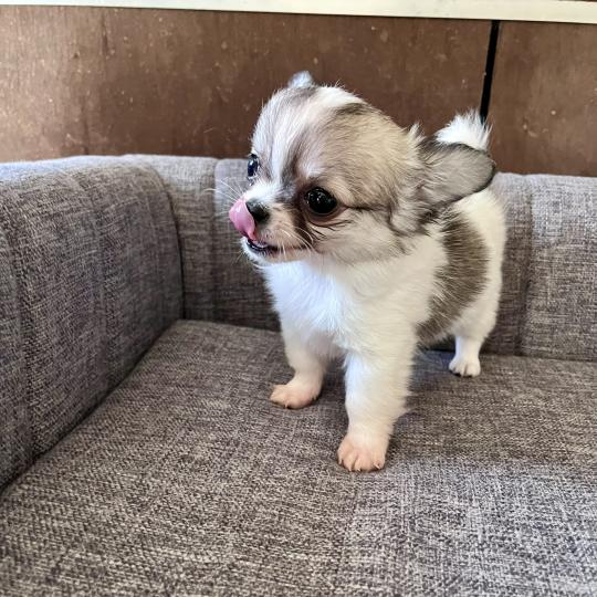 chiot Chihuahua Poil Long Blanc panaché marron charbonné BILLY THE KING DOMAINE DE MONTBRIEUX  