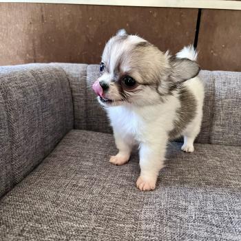 BILLY THE KING DU DOMAINE DE MONTBRIEUX Mâle Chihuahua Poil Long